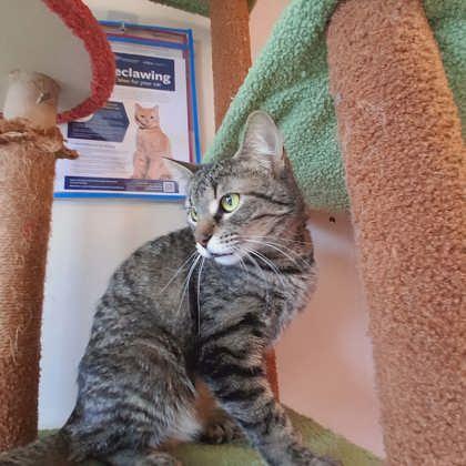Enlarge Mrs. Puff, a Adoptable mixed breed in Scottsbluff, NE image 2/3