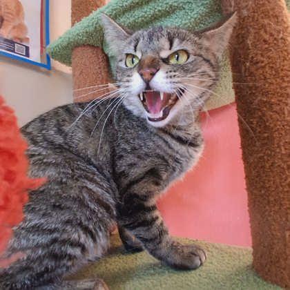 Enlarge Mrs. Puff, a Adoptable mixed breed in Scottsbluff, NE image 3/3