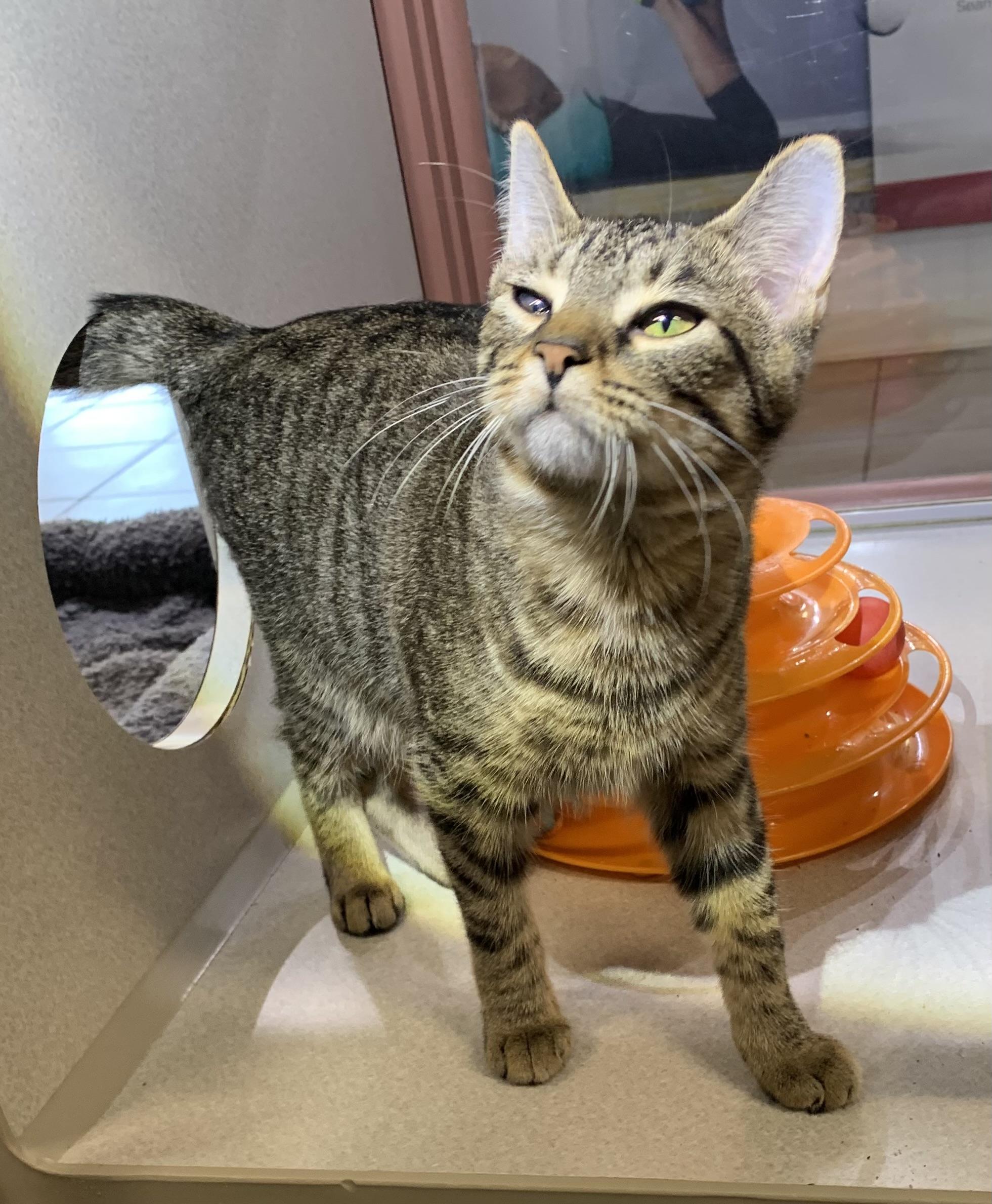 Enlarge Maisie, a Adoptable mixed breed in Massena, NY image 2/4