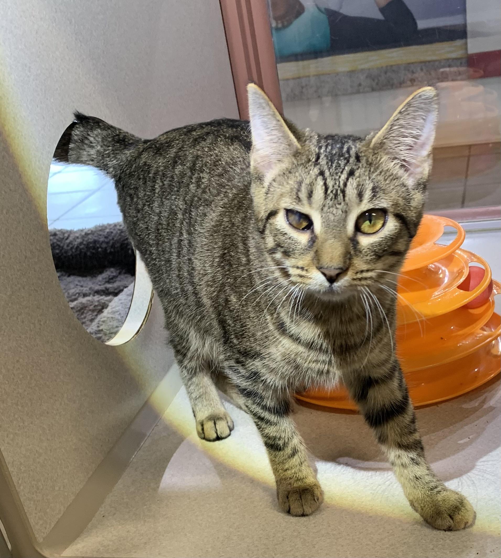 Maisie, Adoptable, Young Female Domestic Short Hair.