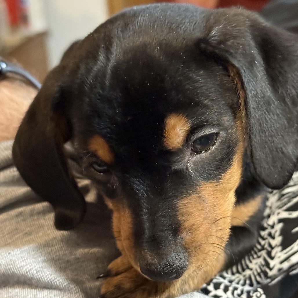 Enlarge Ronaldo, a Adoptable mixed breed in Peculiar, MO image 1/5