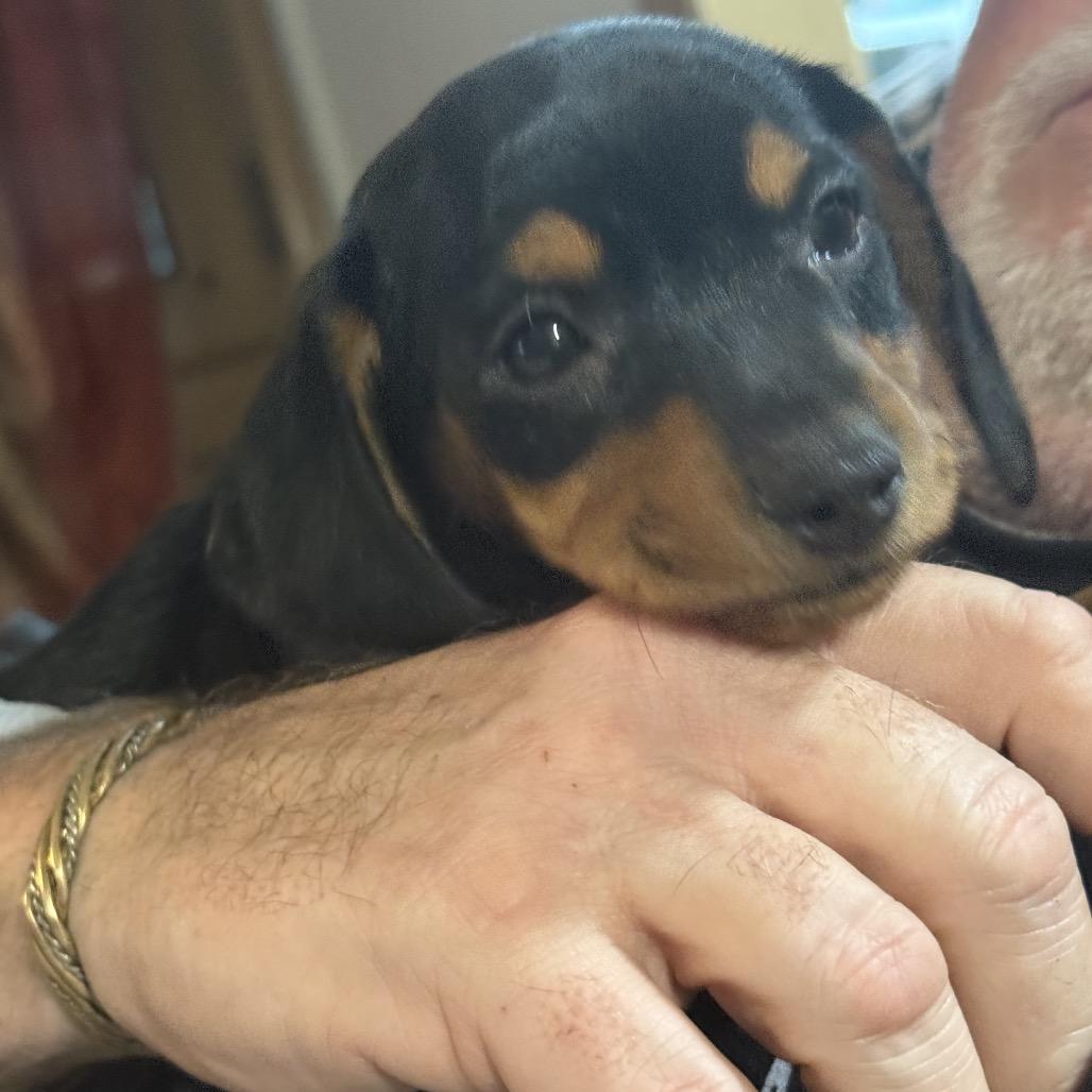 Enlarge Ronaldo, a Adoptable mixed breed in Peculiar, MO image 2/5