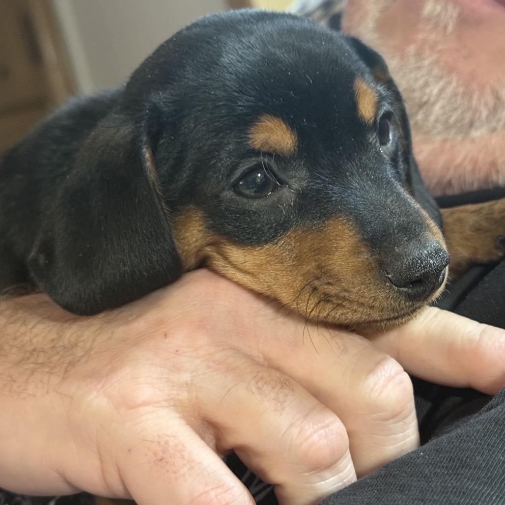 Enlarge Ronaldo, a Adoptable mixed breed in Peculiar, MO image 3/5