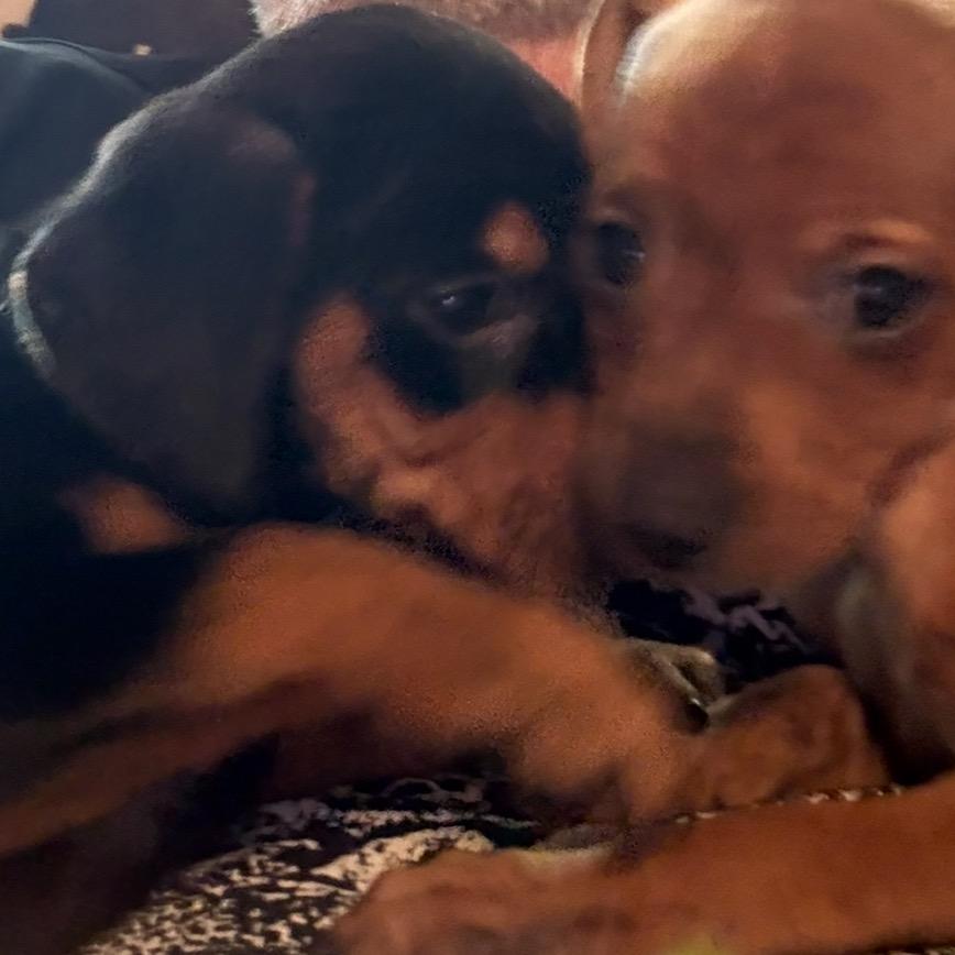 Enlarge Ronaldo, a Adoptable mixed breed in Peculiar, MO image 4/5