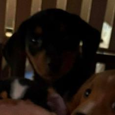 Enlarge Ronaldo, a Adoptable mixed breed in Peculiar, MO image 5/5