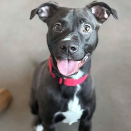 Enlarge Baby Kurt, a Adoptable mixed breed in Janesville, WI image 1/3