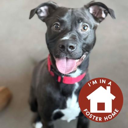 Enlarge Baby Kurt, a Adoptable mixed breed in Janesville, WI image 2/3