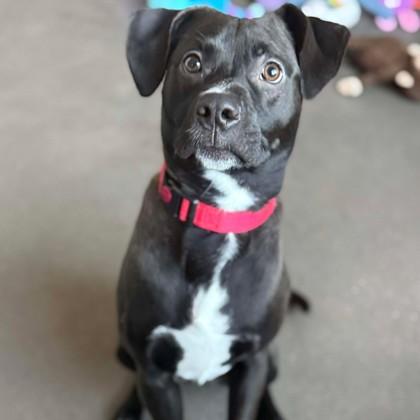 Enlarge Baby Kurt, a Adoptable mixed breed in Janesville, WI image 2/3