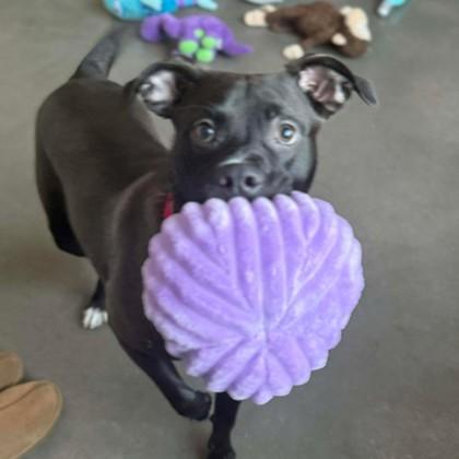 Enlarge Baby Kurt, a Adoptable mixed breed in Janesville, WI image 3/3