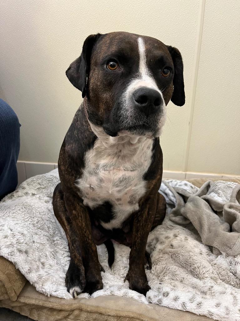 Petunia Holly, Adoptable, Adult Female Pit Bull Terrier & Mixed Breed.