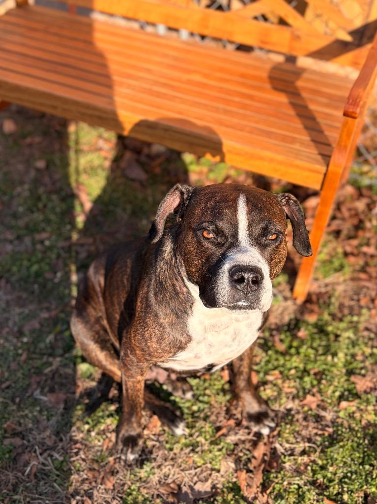 Enlarge Petunia Holly, a Adoptable mixed breed in Neosho, MO image 2/6