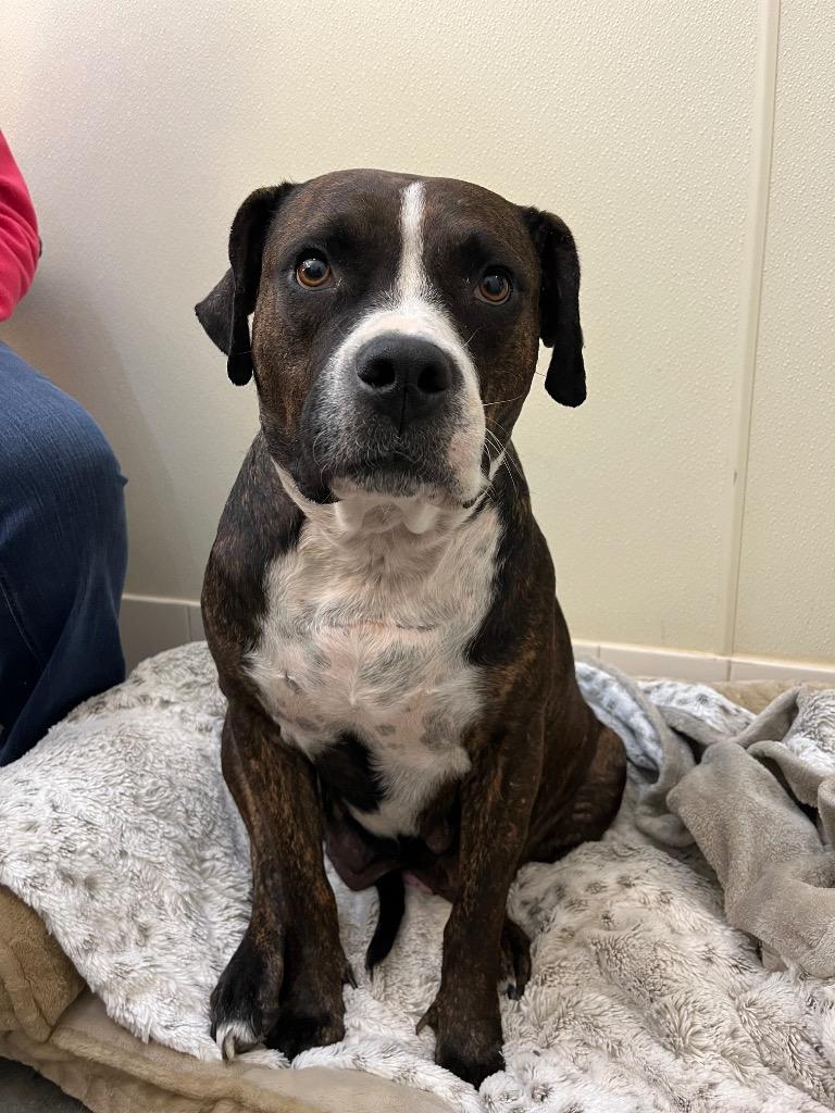 Enlarge Petunia Holly, a Adoptable mixed breed in Neosho, MO image 4/6