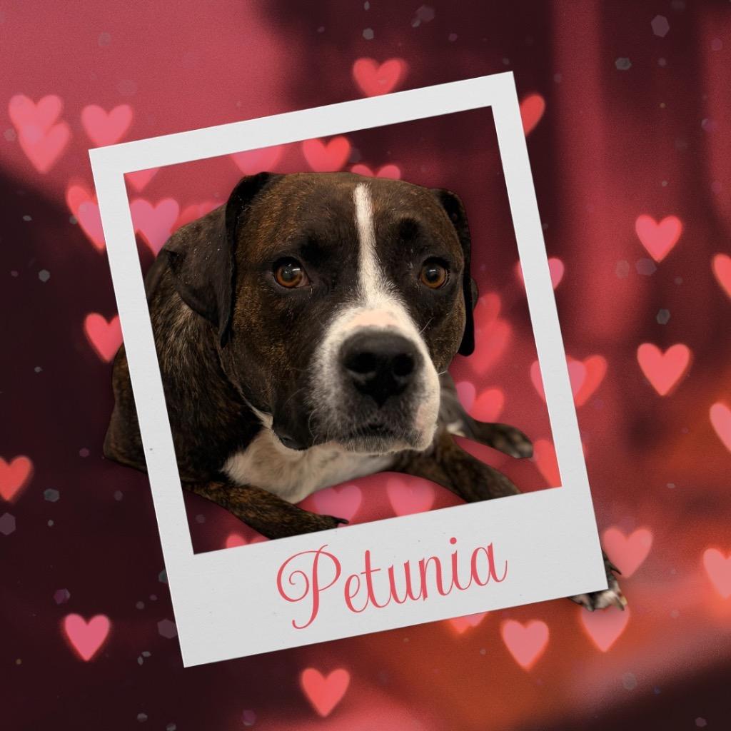 Enlarge Petunia Holly, a Adoptable mixed breed in Neosho, MO image 6/6