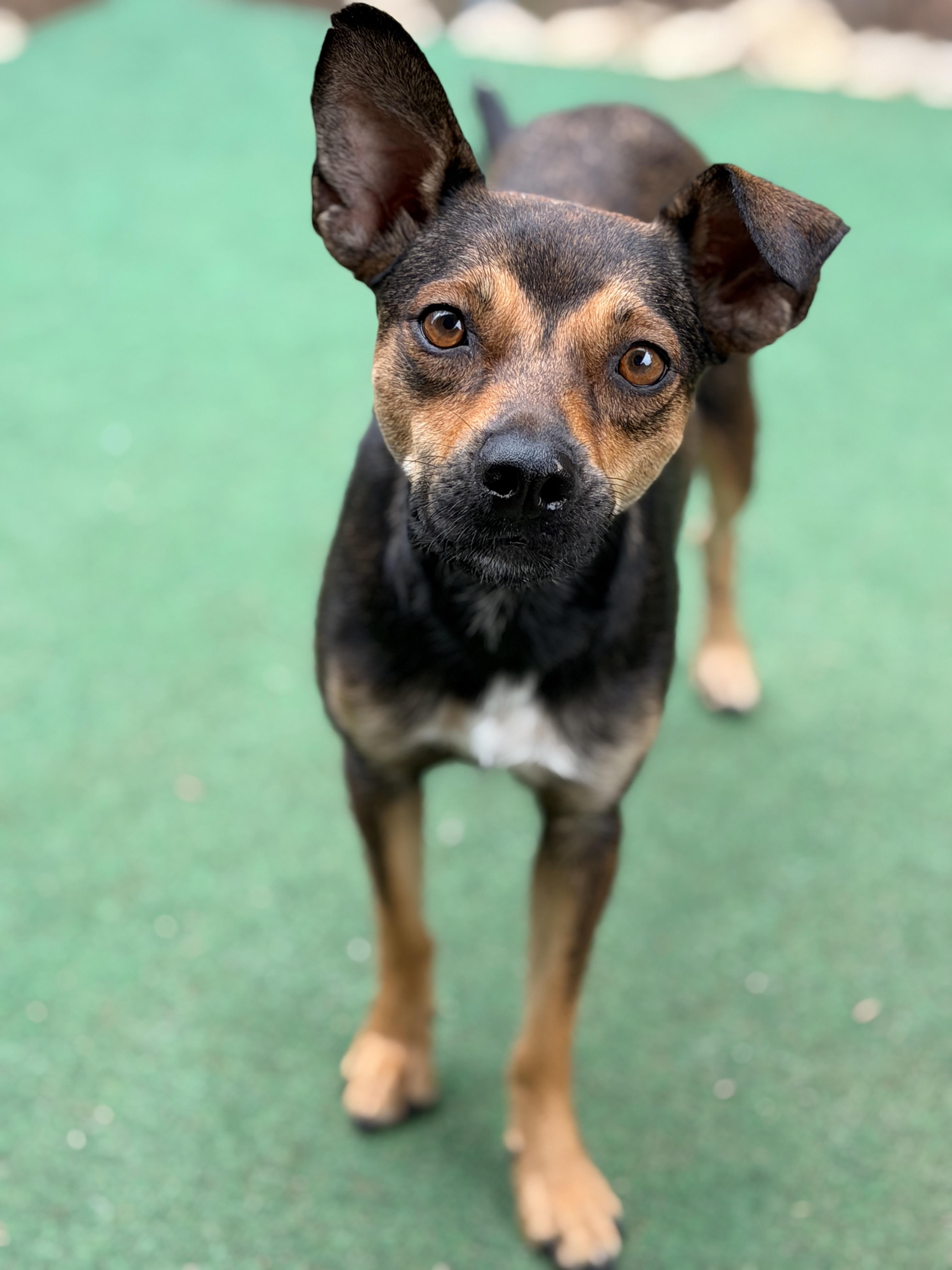 Enlarge Stella Grace, a ADOPTABLE mixed breed in Mansfield, TX image 1/1