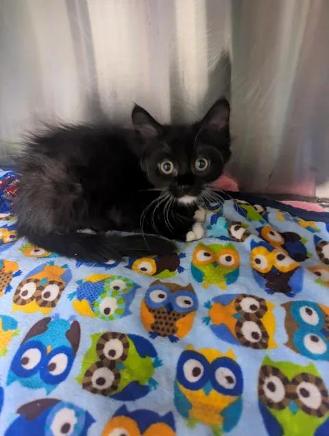 Enlarge Eddie, a Adopted Domestic Short Hair in Brooks, AB image 2/2