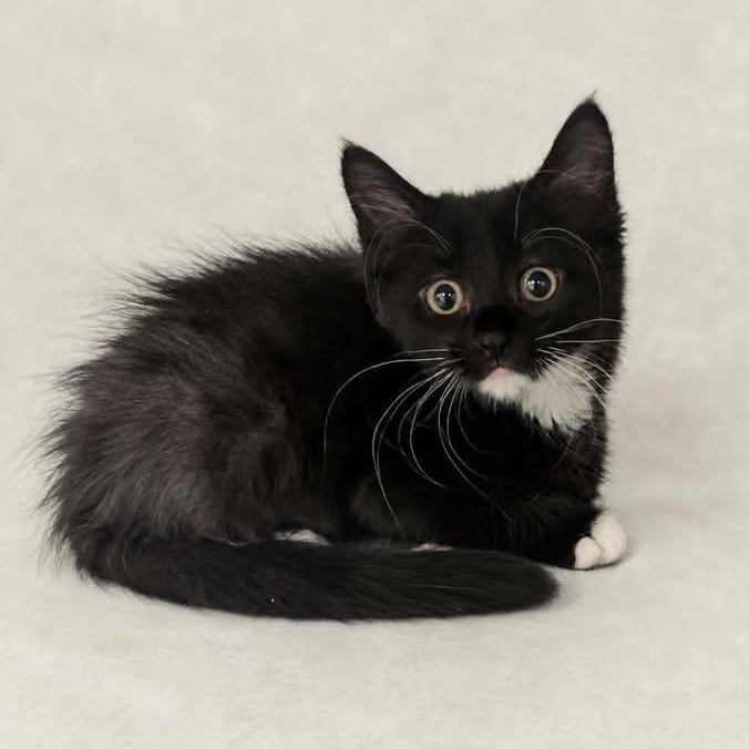 Eddie, Adopted, Kitten Male Domestic Short Hair.