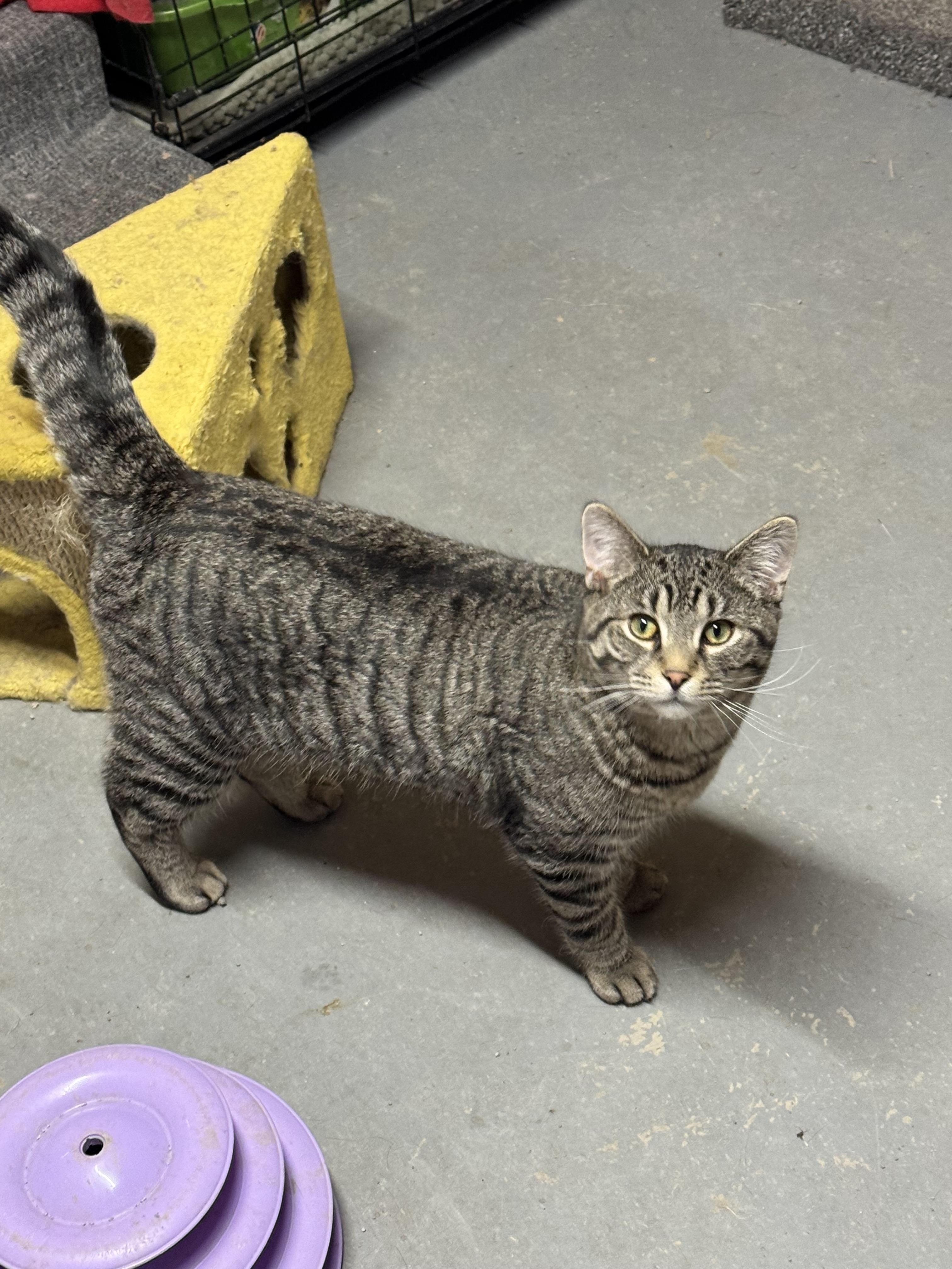 Enlarge Max, a ADOPTABLE Tabby in Ludington, MI image 1/1