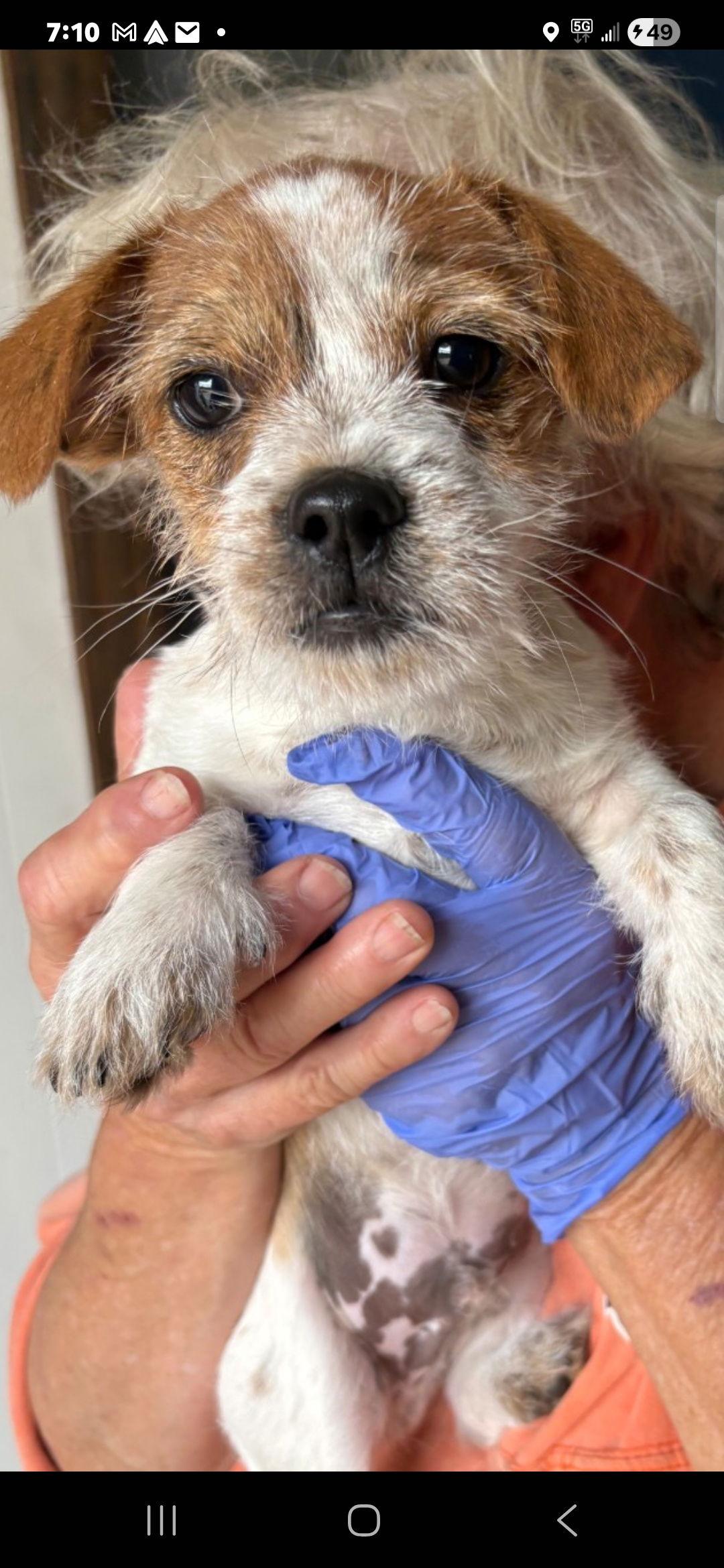 Scooter, Adoptable, Puppy Male Shih Tzu.