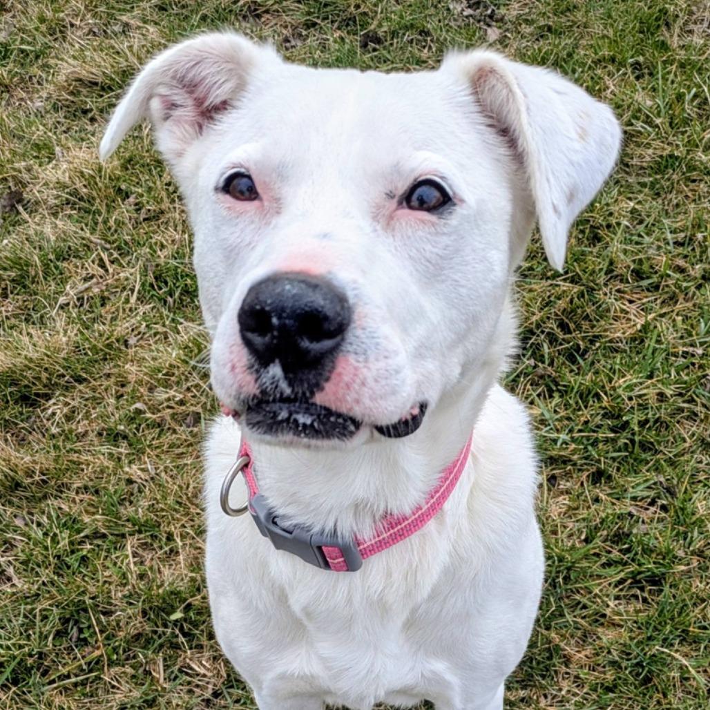 Tatum, a Adoptable Mixed Breed in Jeffersonville, IN image 2/6