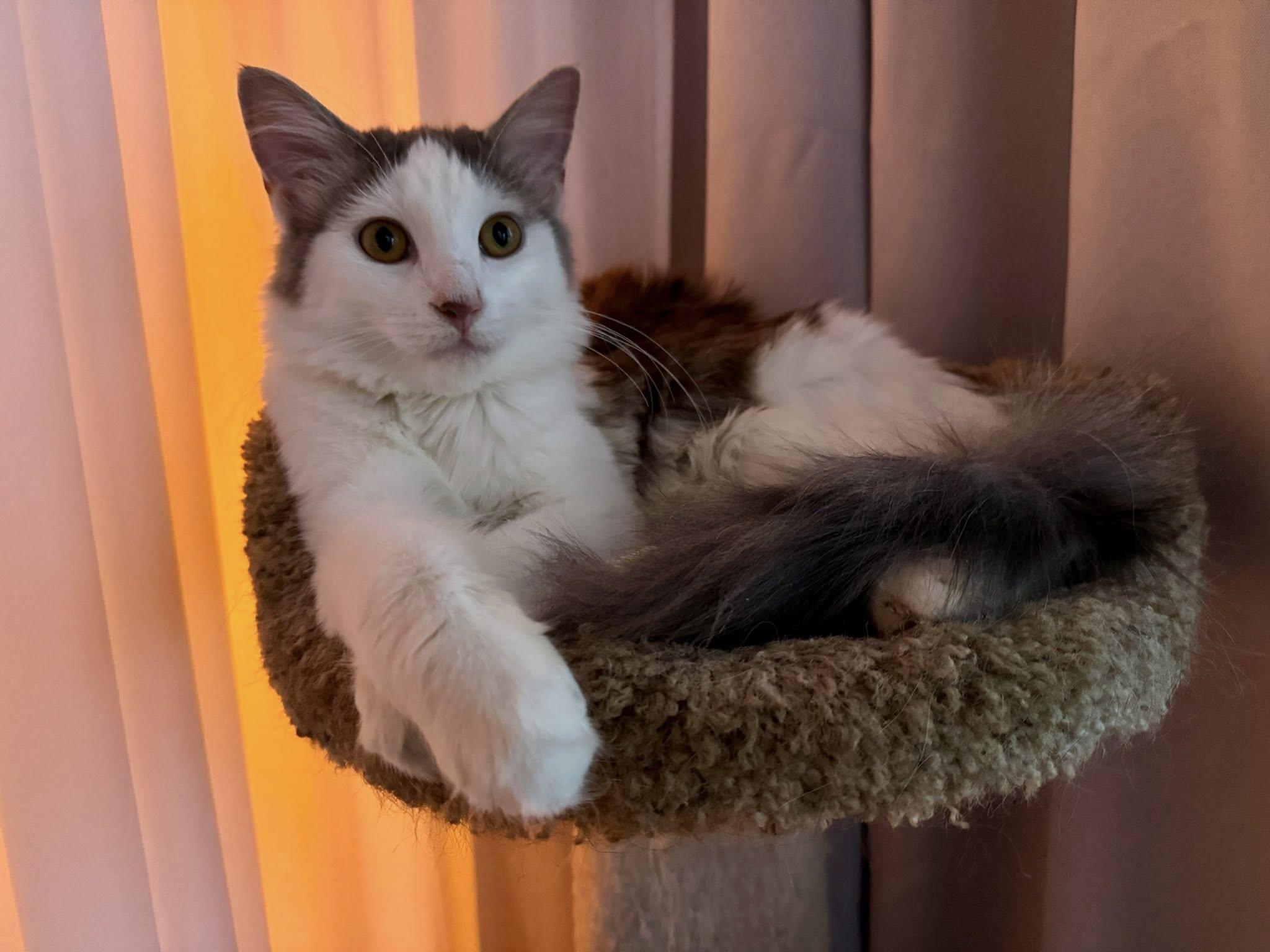 Princess Kate, ADOPTABLE, Kitten Female Turkish Van & Tabby.