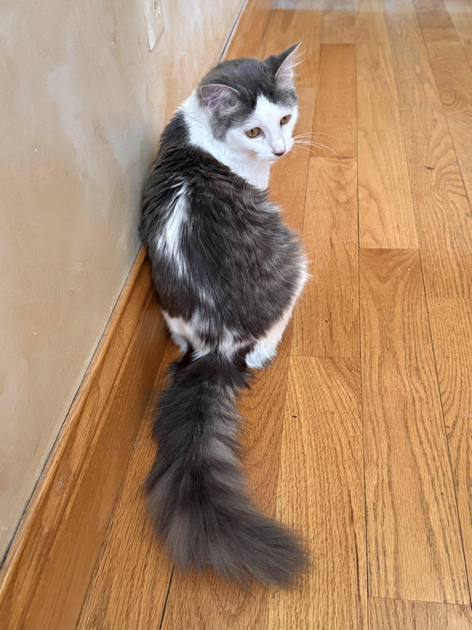 Enlarge Princess Kate, a ADOPTABLE mixed breed in Belleville, IL image 2/5