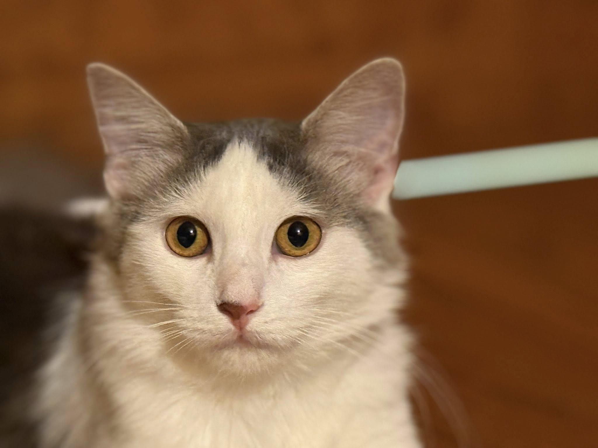 Enlarge Princess Kate, a ADOPTABLE mixed breed in Belleville, IL image 3/5