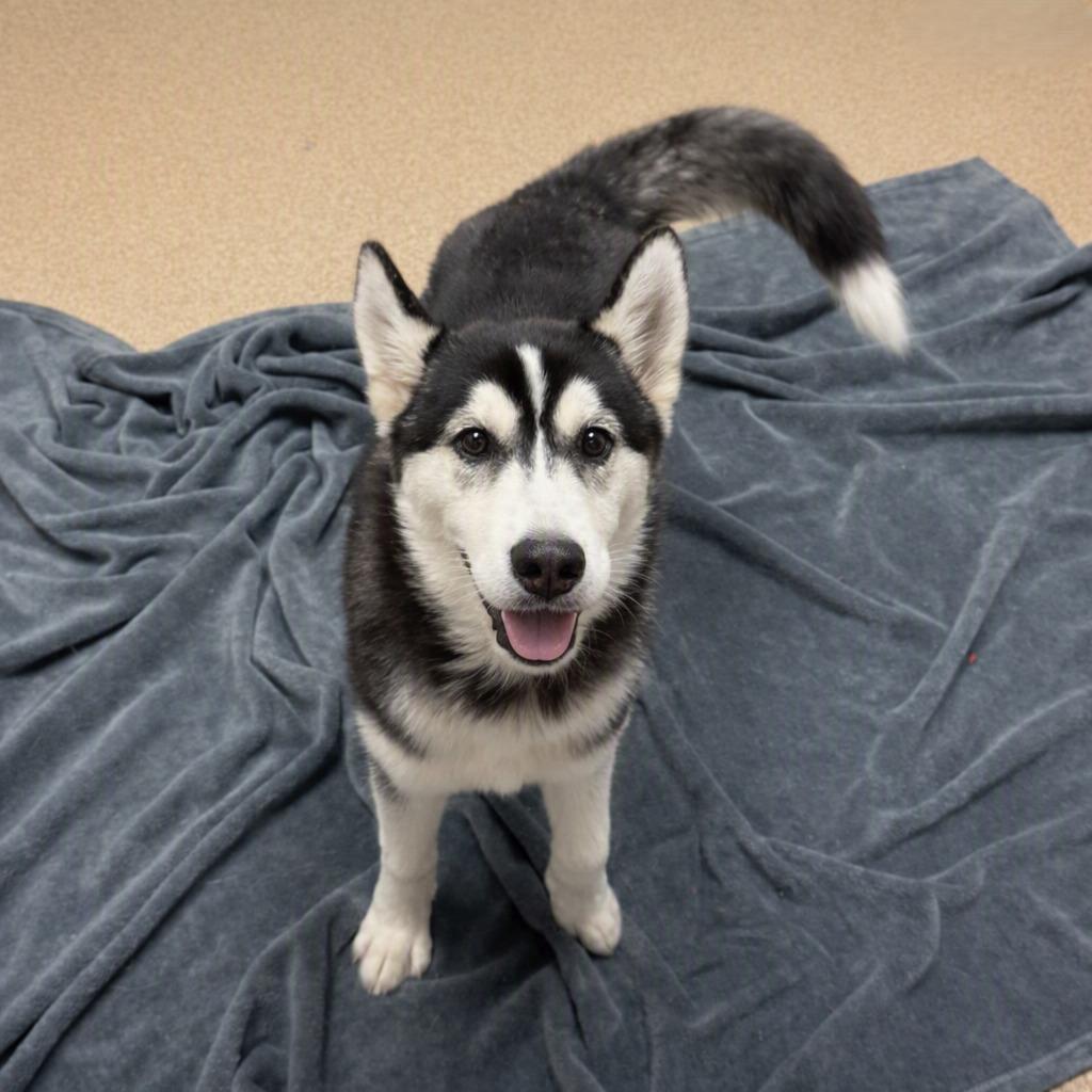 Enlarge Ratty, a Adoptable Husky in Brenham, TX image 4/6