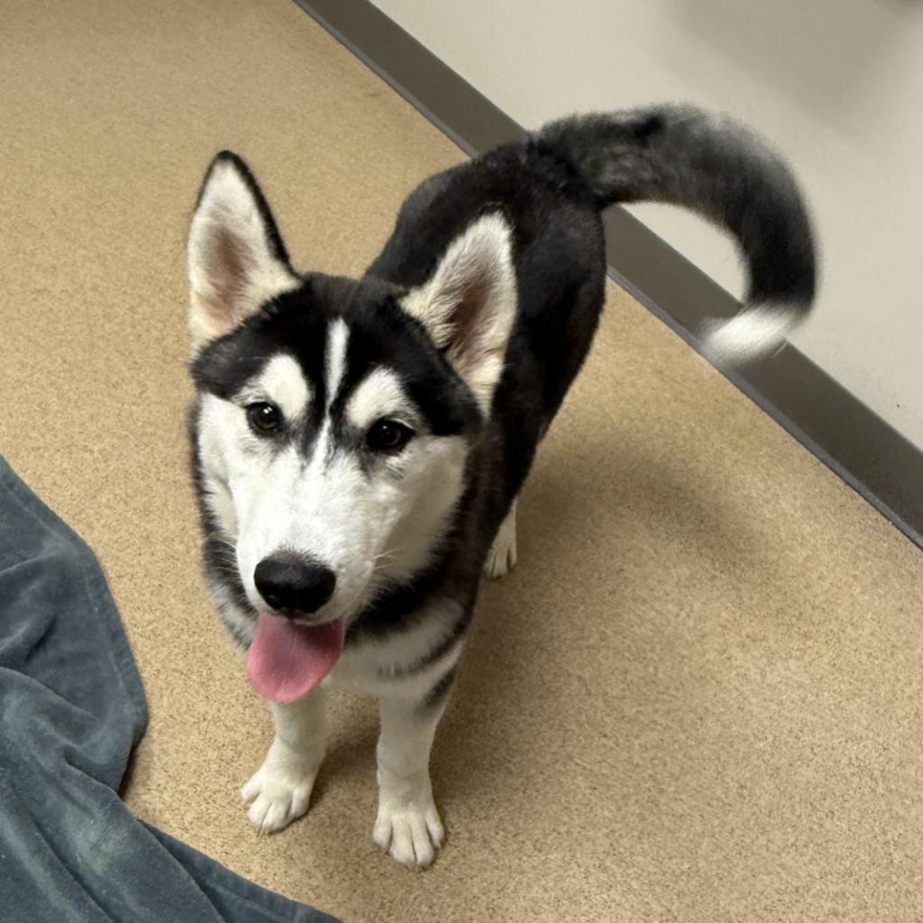 Enlarge Ratty, a Adoptable Husky in Brenham, TX image 3/6