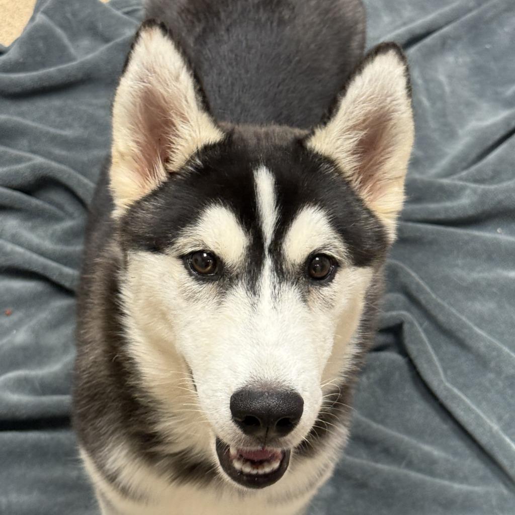 Ratty, Adoptable, Puppy Female Husky.