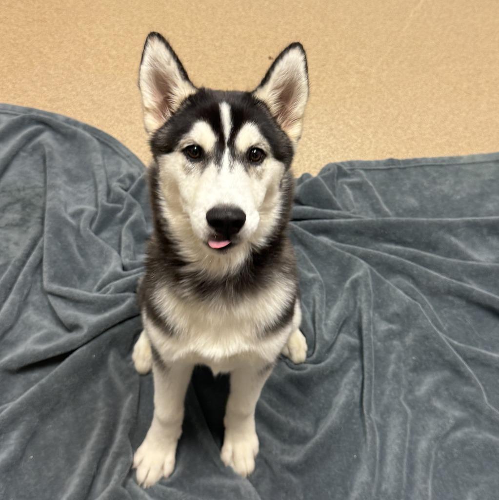Enlarge Ratty, a Adoptable Husky in Brenham, TX image 5/6