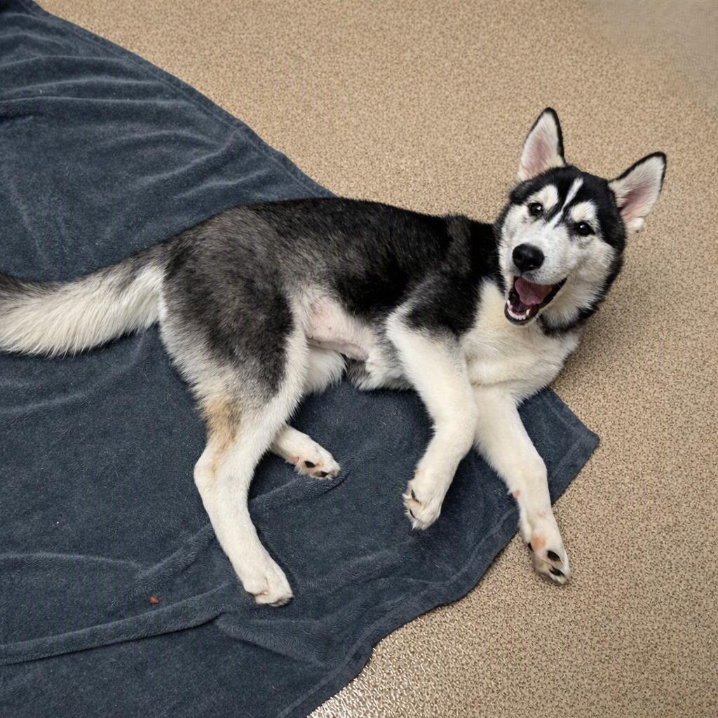 Enlarge Ratty, a Adoptable Husky in Brenham, TX image 6/6