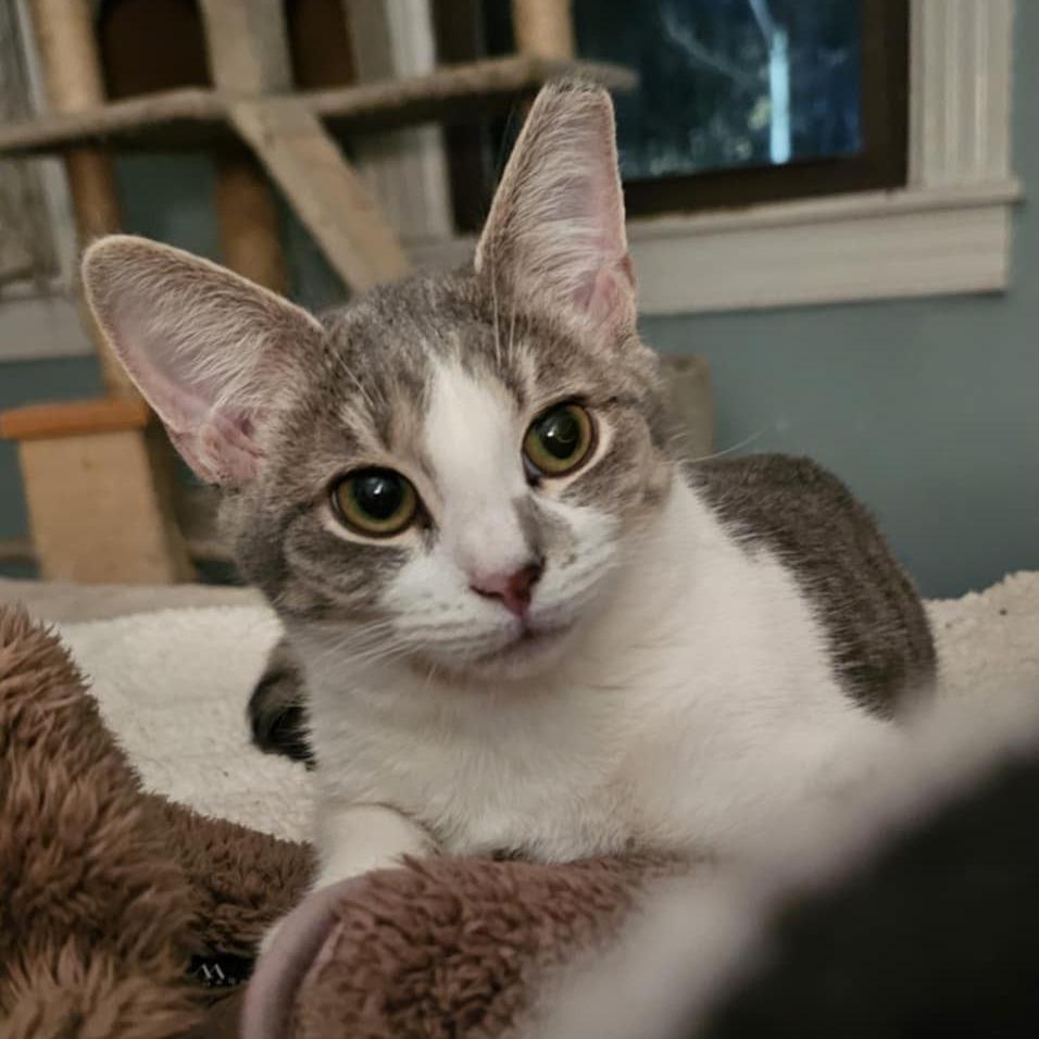 Meadowlark (needs a buddy), Adoptable, Adult Female Domestic Short Hair.