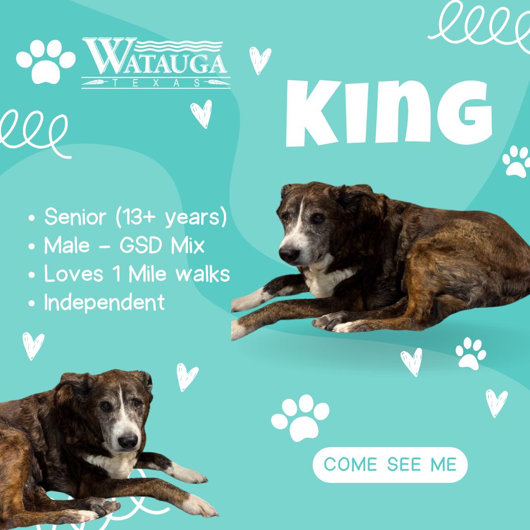 King, ADOPTABLE, Senior Male German Shepherd Dog.