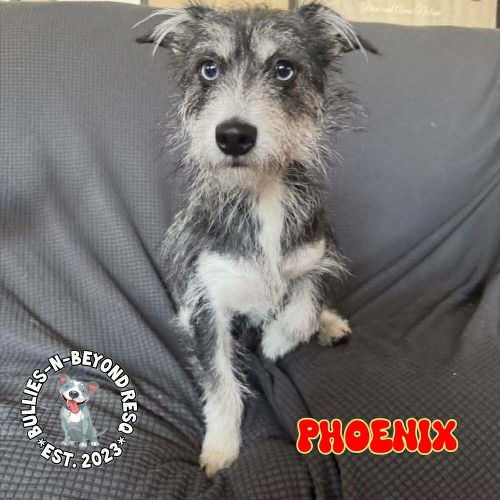 Phoenix, Adoptable, Young Female Terrier.