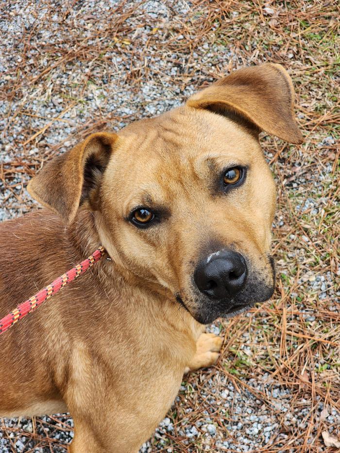 Ricky, Adult Male Black Mouth Cur