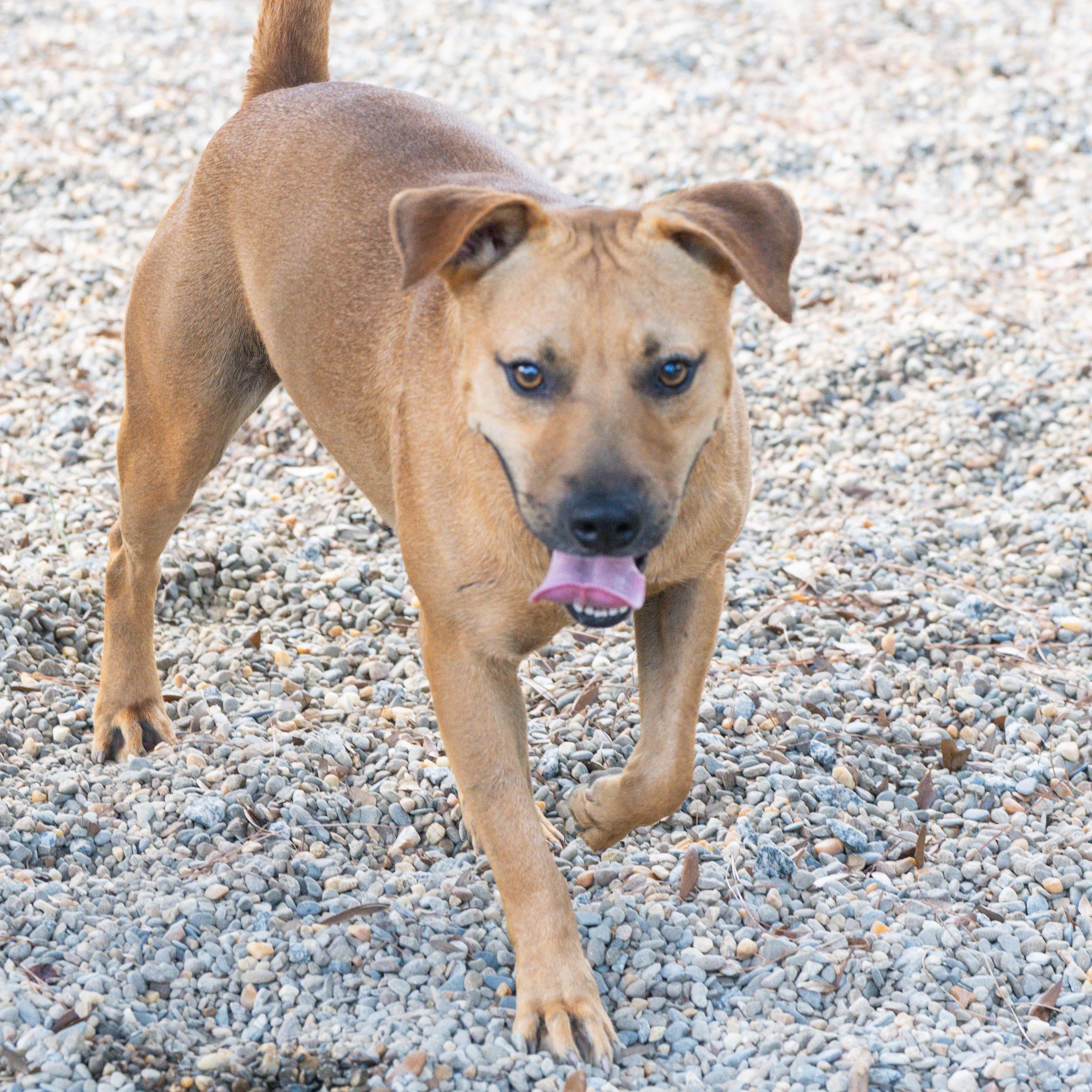 Ricky, a Adoptable mixed breed in Hilton Head Island, SC image 2/4