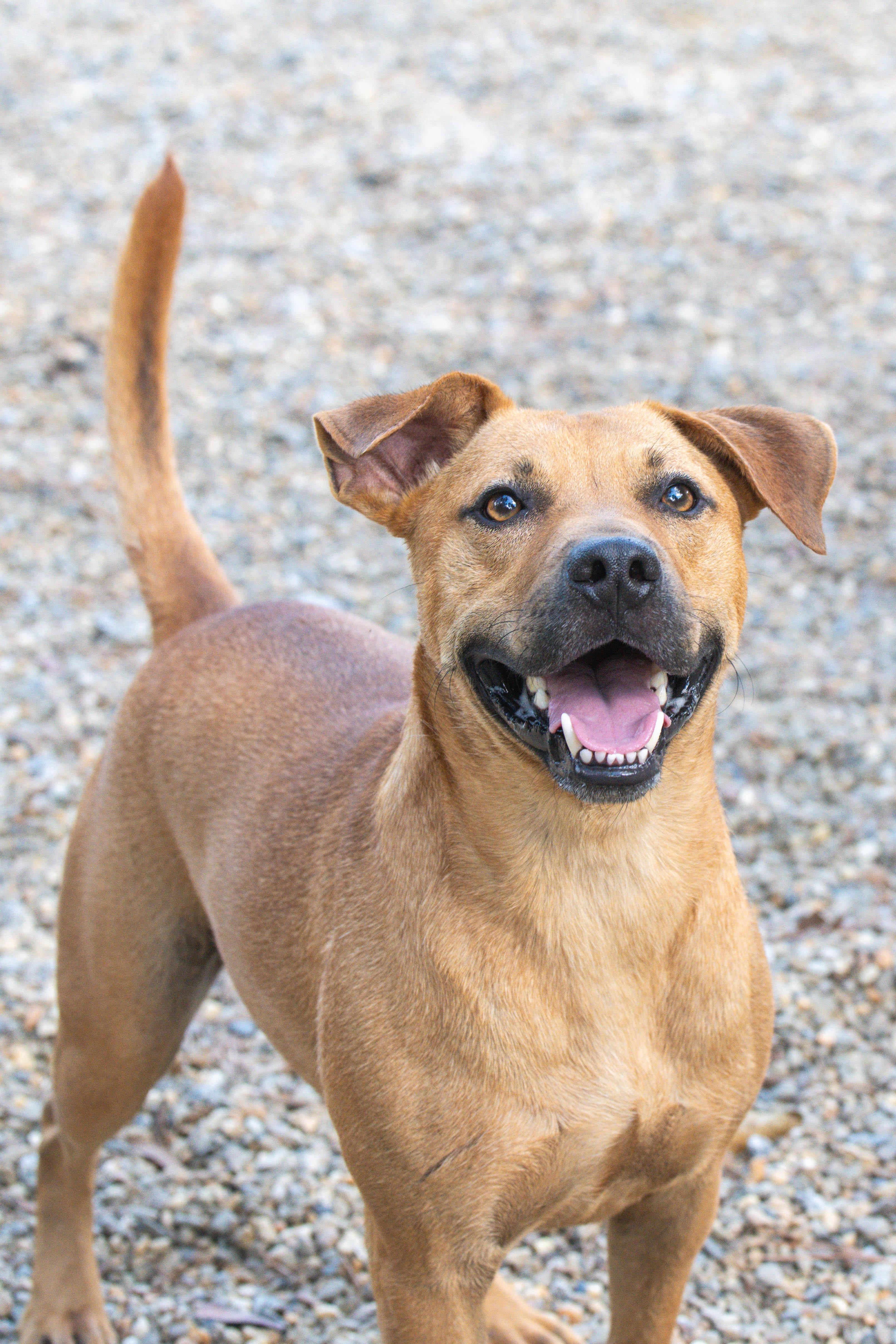 Ricky, Adoptable, Adult Male Black Mouth Cur.