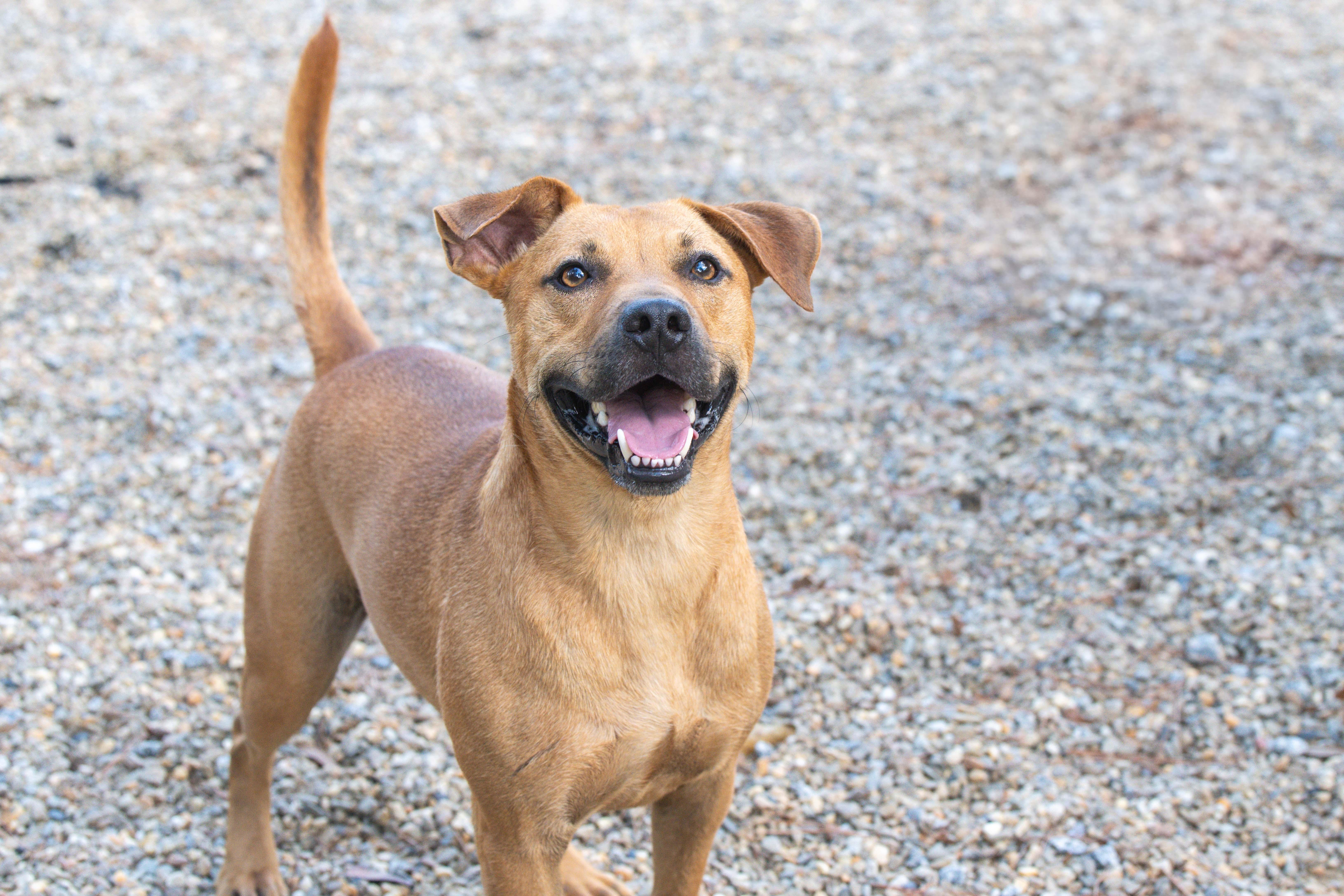 Ricky, a Adoptable mixed breed in Hilton Head Island, SC image 3/4