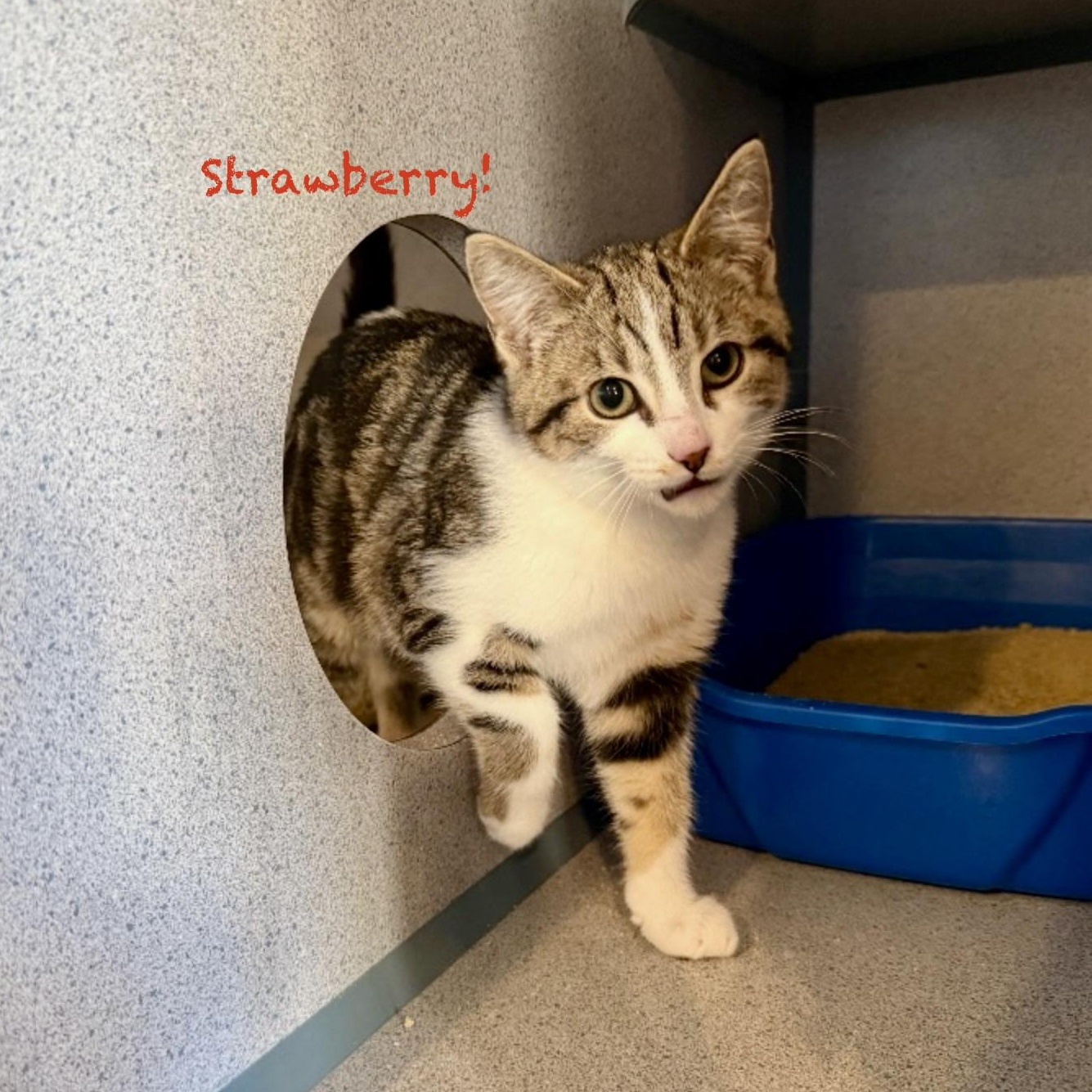 Strawberry, adoptable, Young Female Domestic Short Hair & Tabby.