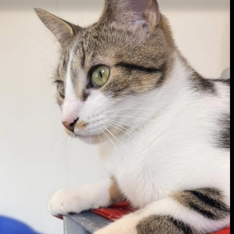 Strawberry, an adoptable mixed breed in Palatine, IL image 2/3
