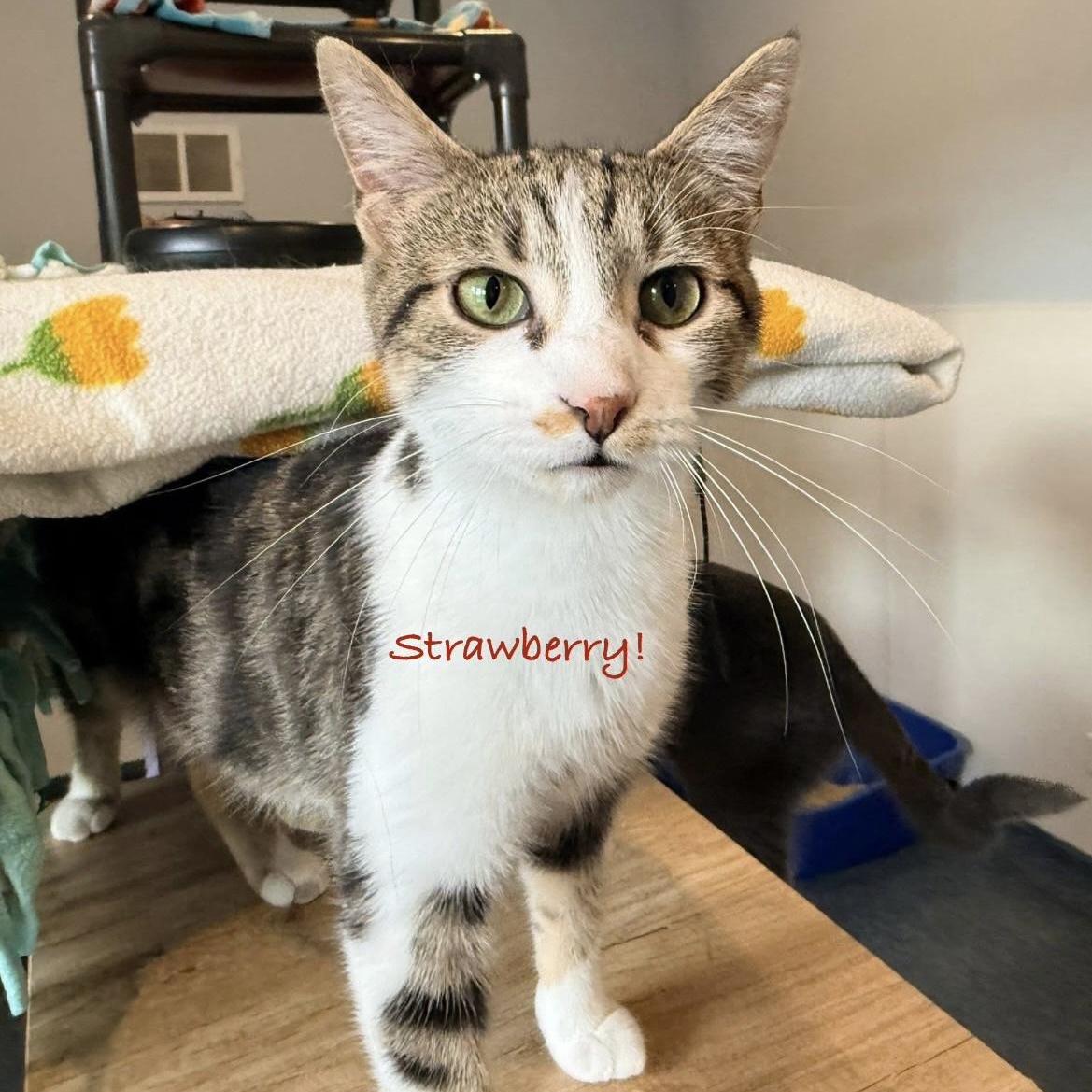 Strawberry, an adoptable mixed breed in Palatine, IL image 3/3