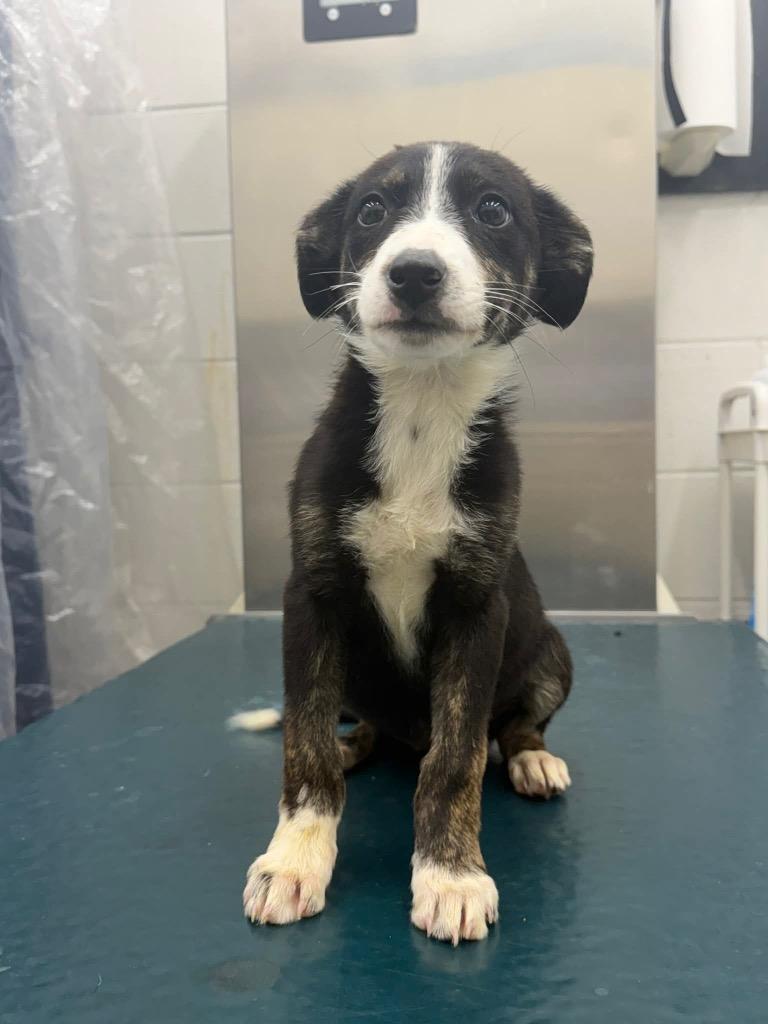 Sophia, a Adoptable mixed breed in North Syracuse, NY image 1/6