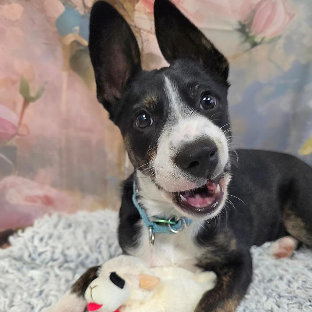 Sophia, a Adoptable mixed breed in North Syracuse, NY image 2/6