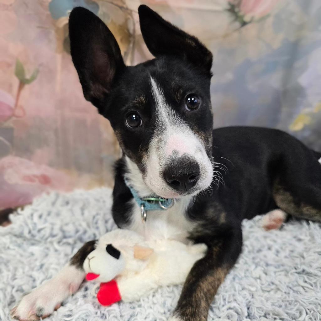 Sophia, a Adoptable mixed breed in North Syracuse, NY image 3/6
