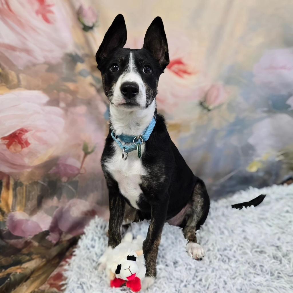 Sophia, a Adoptable mixed breed in North Syracuse, NY image 4/6