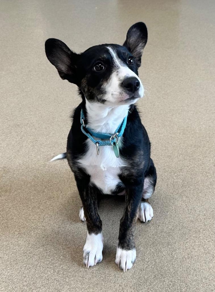 Sophia, a Adoptable mixed breed in North Syracuse, NY image 5/6