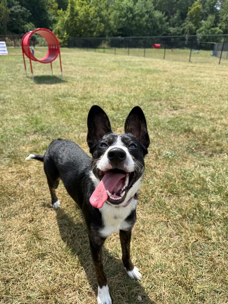 Sophia, a Adoptable mixed breed in North Syracuse, NY image 6/6
