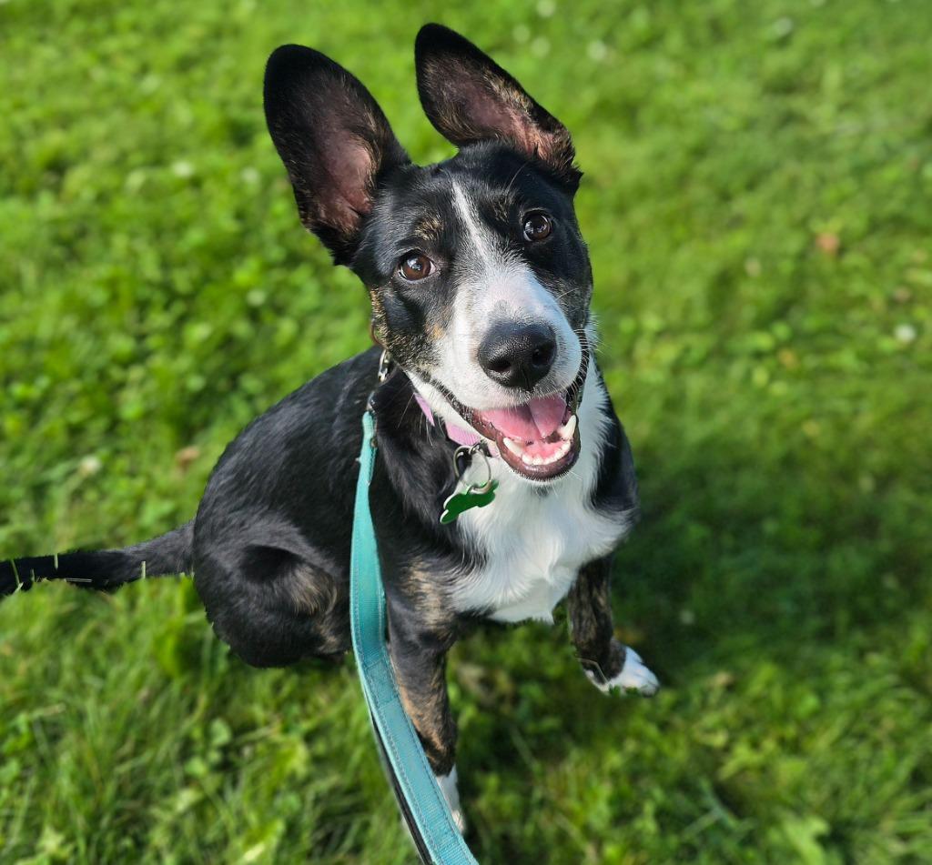 Sophia, a Adoptable mixed breed in North Syracuse, NY image 6/6