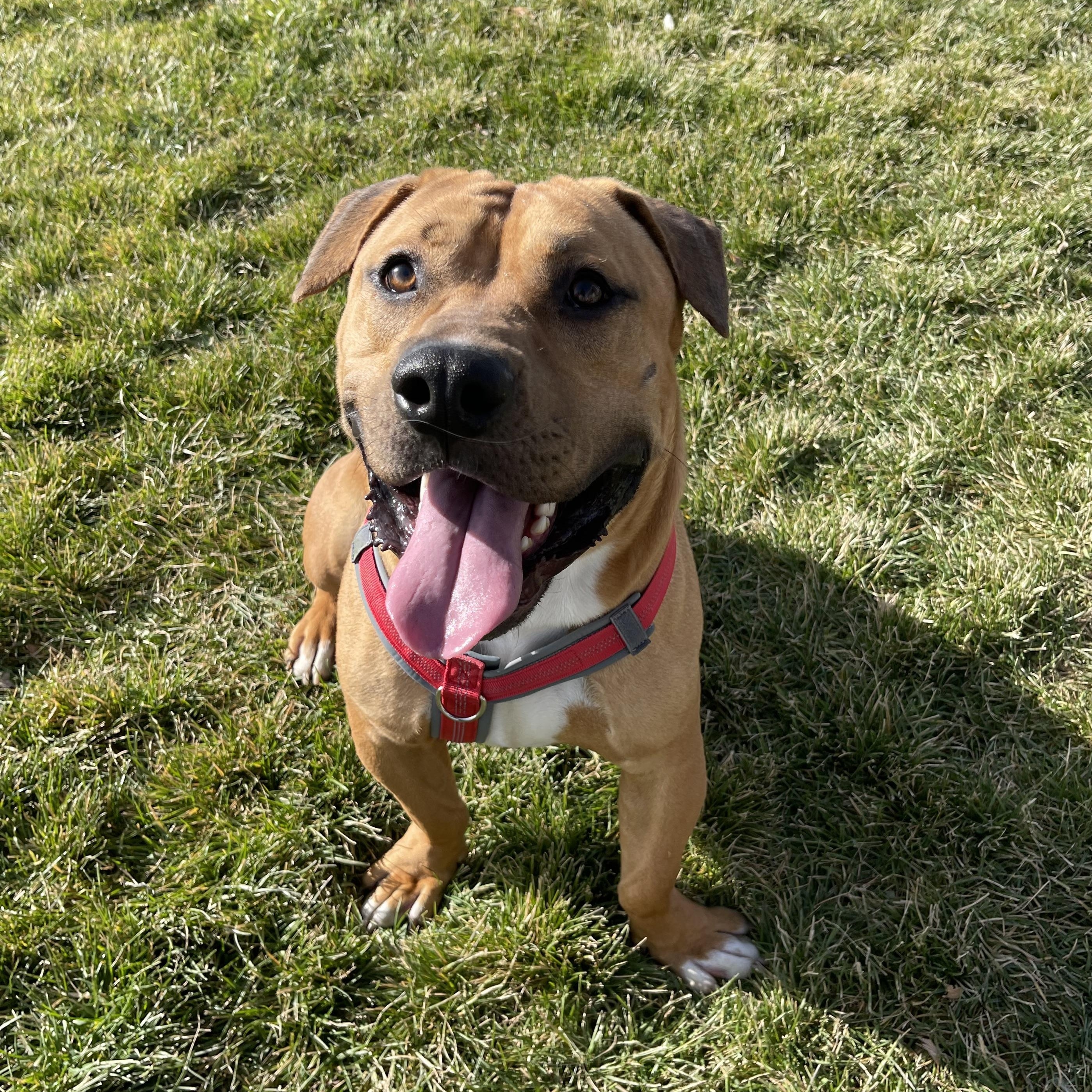 Chase, Adoptable, Adult Male American Bully & Corgi.