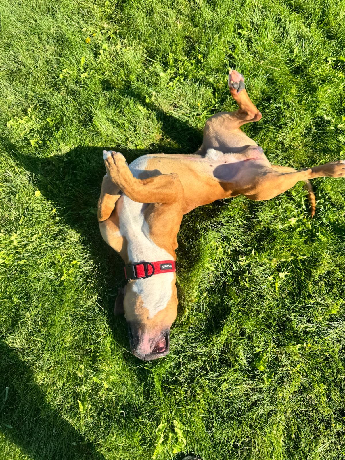 Chase, a Adoptable mixed breed in Prineville, OR image 5/6